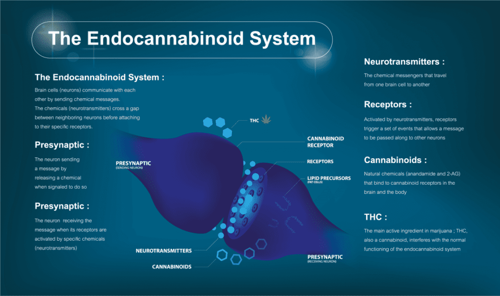 The Endocannabinoid System And CBD - Ascend Cannabis