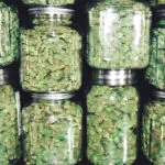 Keeping Cannabis Fresh: A Friendly Guide